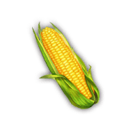 Corn