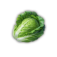 Cabbage